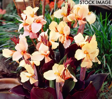 Van Zyverden Cannas Angel Martin Set Of 5 Bulbs