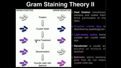 Microbiology Gram Staining Youtube