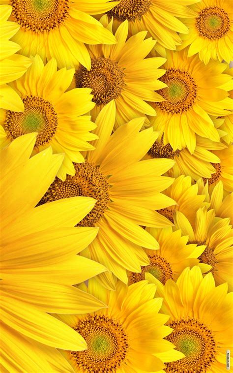 Yellow Sunflowera | Yellow wallpaper, Tumblr yellow, Yellow aesthetic pastel