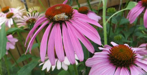 Sowing Growing And Harvesting Echinacea Ever Growing Farm Ever