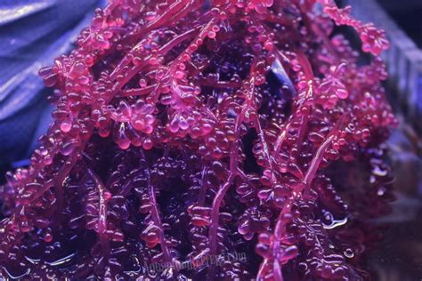 Red Grape Macro Algae Aquarium Reefers Online Store