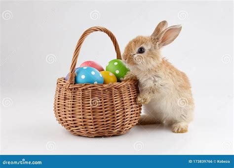 Easter Bunny Rabbit With Basket Full Of Eggs Stock Photo Image Of