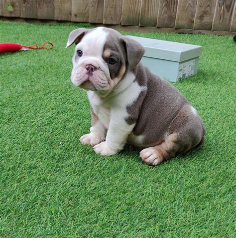 39 Exotic English Bulldog For Sale Picture Bleumoonproductions