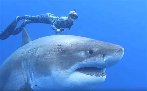 That Viral Video Of A Huge Great White Shark Has Spurred Quite A