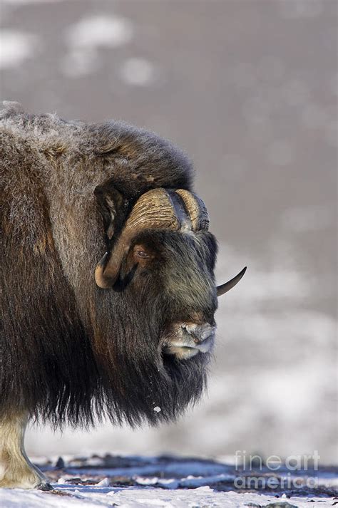 Musk Ox Dressed For Winter Photograph By Tim Grams