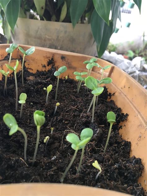 Zinnia Seedlings At 10 Days Feel Like They Just Grew Overnight