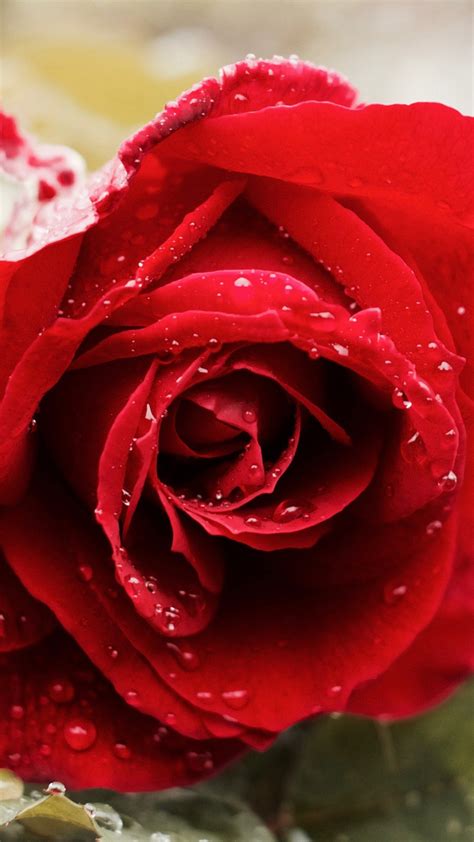 Please contact us if you want to publish a cute pink flower. Beautiful Red Rose 4K Wallpapers | HD Wallpapers | ID #18647