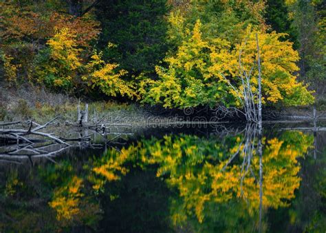 Landscape Of A Lake Surrounded By Yellowing Trees In Autumn Stock Image