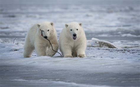 Download Wallpapers Polar Bears Winter Snow Wildlife White Bears