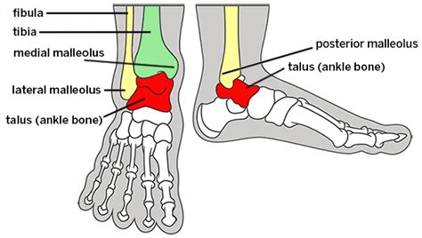 Continue scrolling to read more below. Broken Ankle: Types of Fractures, Diagnosis & Treatments