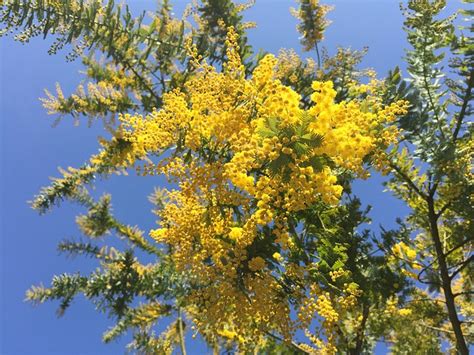 Acacia Mimosa Spring · Free Photo On Pixabay