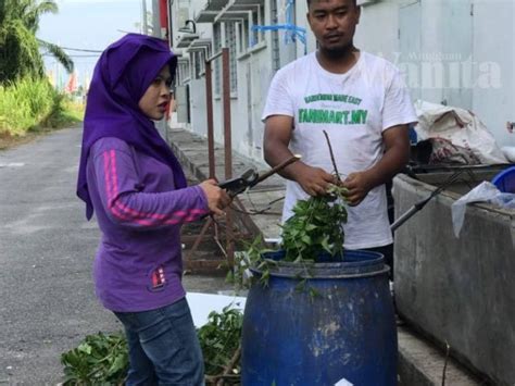 Hampas kisaran boleh dibuang pada. Buat Sendiri Racun Organik Daun Neem, Wanita Tani Ini ...