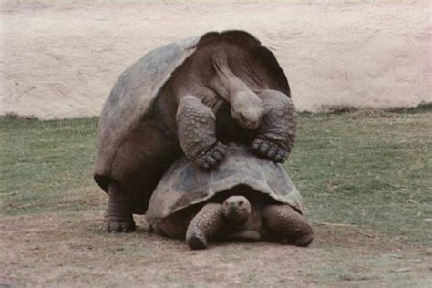 Pin By Dave Koczur On Animals Animals Elephant Turtle