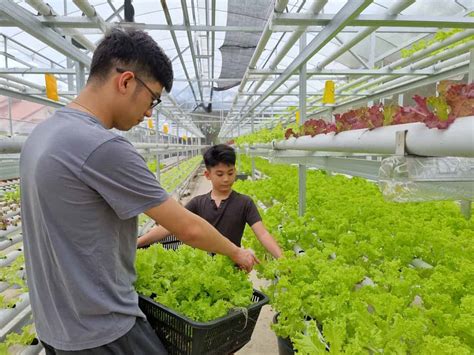 How To Start Hydroponic Farming In Bhutan Requirements Key Rules And