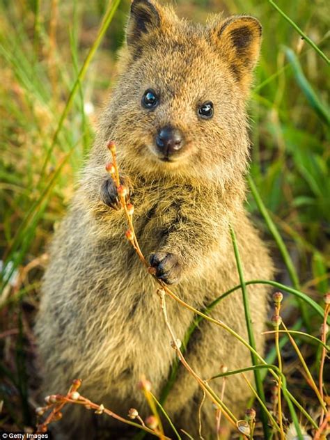 Read on to learn more about the quokka, an adorable marsupial that's always ready to smile for the please use a supported version for the best msn experience. Quokka | Quokka, Funny animal photos, Australian animals
