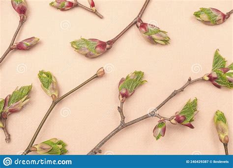 Branches With Spring Tree Buds And Young Leaves On Beige Background