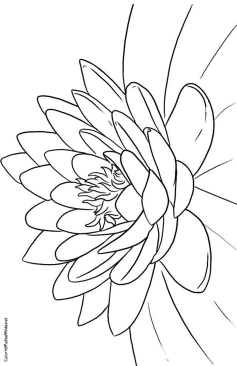 Just grab lotus flower coloring page for good grades. Paper-like lotus. | Flower coloring pages, Flower coloring ...