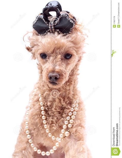 Dog In Pearls Stock Image Image Of Cute Diamond Studded