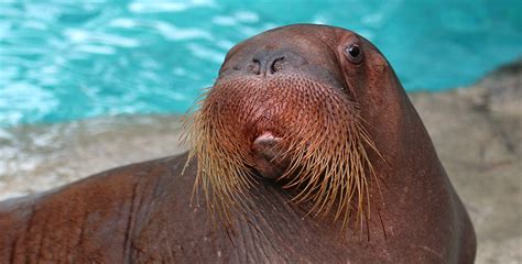 Welcome Two New Young Walrus Indianapolis Zoo