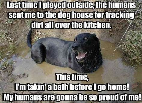 12 Best Labrador Memes Of All Time
