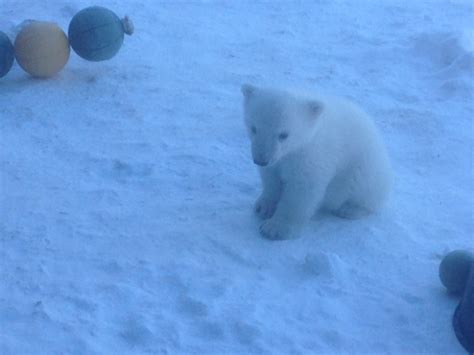 This is polar bear at the toronto zoo by jessica w on vimeo, the home for high quality videos and the people who love them. Polar bear cub draws families to Toronto Zoo | CTV Toronto ...