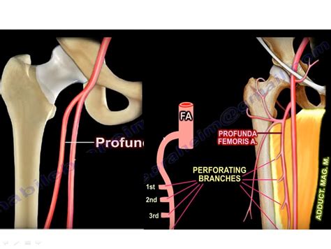 Anatomy Of Profunda Femoris Artery —