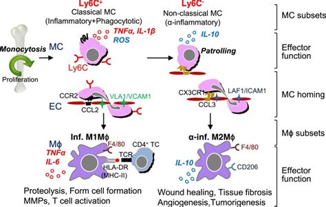 Monocyte And Macrophage Differentiation Circulation Inflammatory