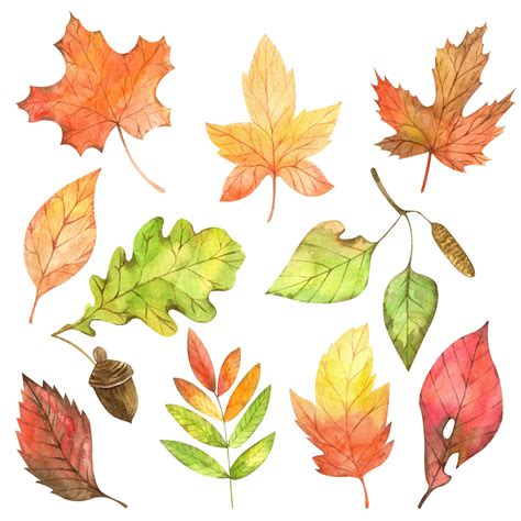 Watercolor Fall Autumn Leaves Clip Art Fall Leaves Etsy Fall Leaves Drawing Watercolor