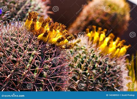 Barrel Cactus Ferocactus Wislizeni Cactaceae Also Known As Arizona