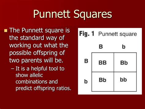 Jul 01, 2021 · the blood type inheritance makes a good example of a trait that is perfect to use in the punnett square calculator. PPT - Genetics Using Punnett Squares PowerPoint ...