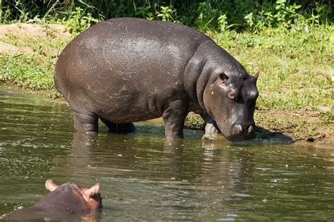 Hippo Flodhäst Viktminskning Gratis Foto På Pixabay