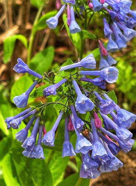 Virginia Bluebell Photograph By Gregory A Mitchell Photography Fine