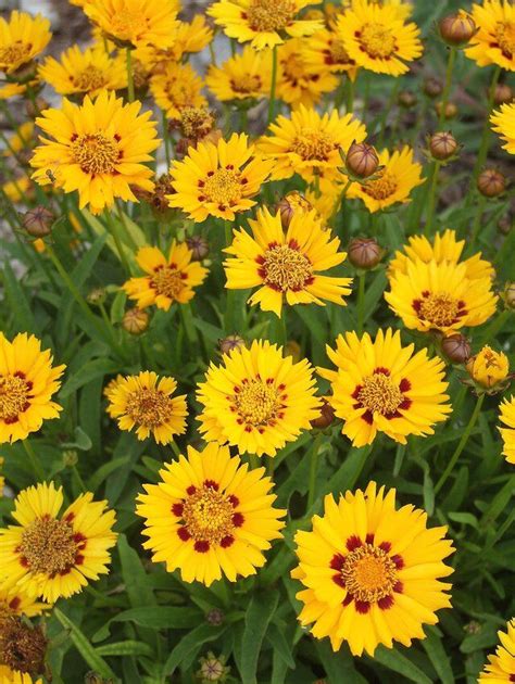 17 Vibrant Perennials That Bloom All Summer For A Colorful Garden Artofit