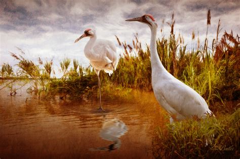 Whooping Cranes Terri Butler Photography