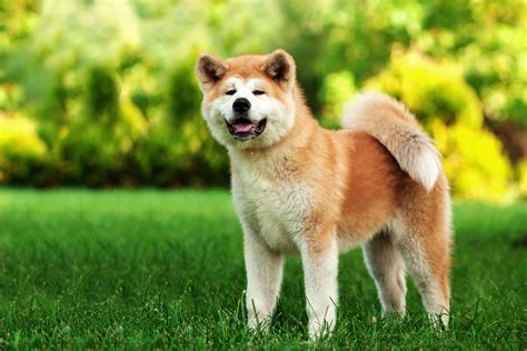 Japanese Akita Puppy Hachi Dog Breed Myrissakrenzler