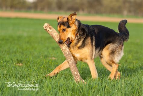 Sie ist jetzt neun wochen alt. Schäferhund-Mix "Sammy" Foto & Bild | tiere, haustiere ...