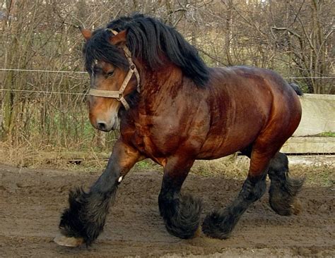 Ardennes horse page with past performances, results, pedigree, photos and videos. Ardennes Horse Info, Origin, History, Pictures
