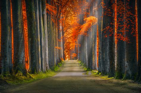 Autumn Forest Path Sunlight Wall Mural Forest Wallpaper Printed Walls