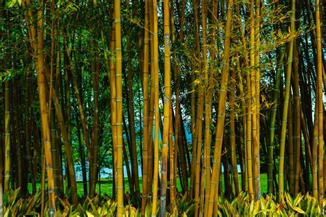 Bamboo Forest Background High Quality Nature Stock Photos ~ Creative