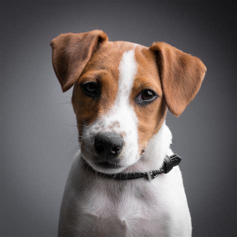 Jack Russell Terrier Portrait Alfonso Jack Russell Terrier Puppies Jack Russell Puppies