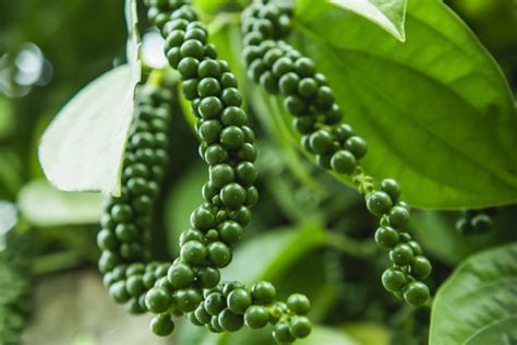 Peppercorn Plant Care And Growing Guide