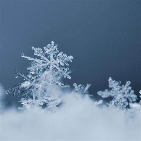 Snowflake Macro Photo Of Real Snow Crystal Beautiful Winter