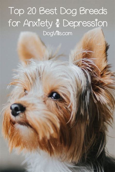 Top 20 Best Dog Breeds For Anxiety Dogvills