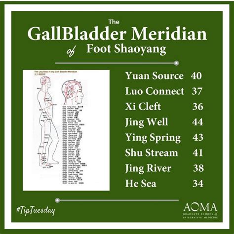 Tiptuesdayacupuncture Point Of The Week The Gallbladder Meridian ☺