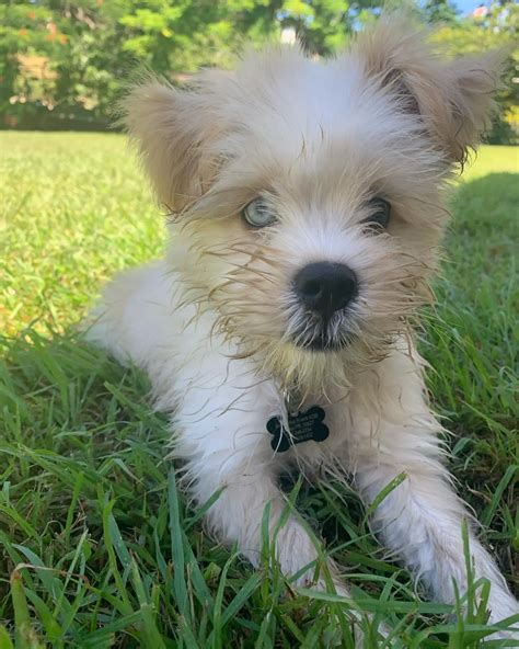 Husky Shih Tzu Mix A Friendly And Intelligent Breed I Petibble