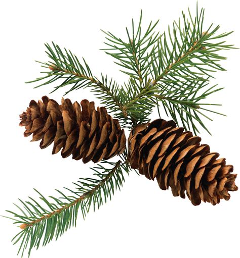Pine Cone Png Image Purepng Free Transparent Cc Png Image Library 13000