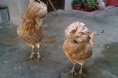 Fancy Chicks And Chickens Karachi For More Details Visit Our Site Free