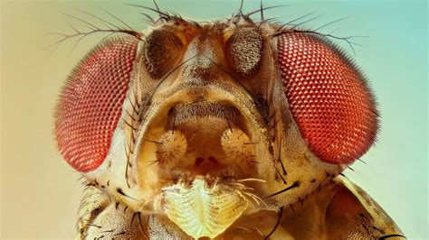 The Science Of Fruit Fly Control