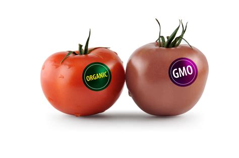 What do you think about genetically modified food? Genetically Modified Food