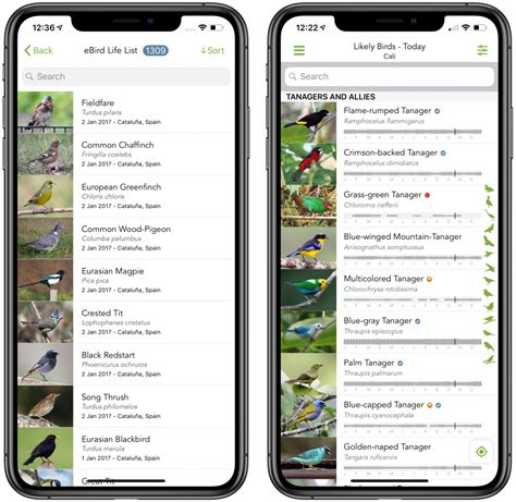 new integrated features in ebird mobile and merlin bird id ebird